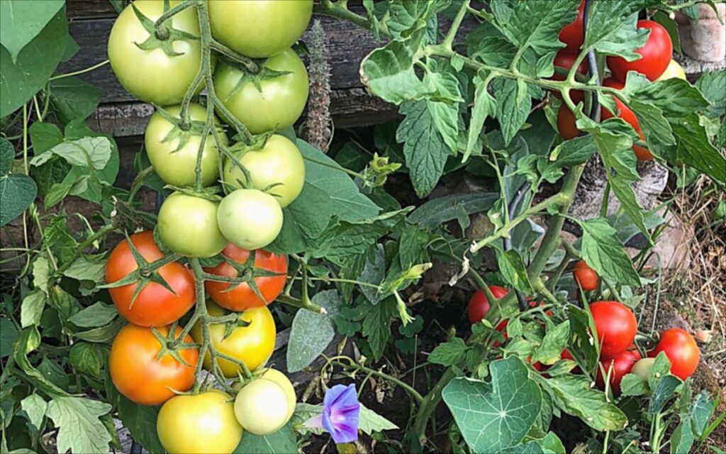 Reife und grüne Tomaten an der Pflanze im Garten